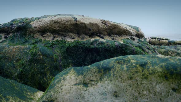 Rocks Covered In Barnacles By The Sea