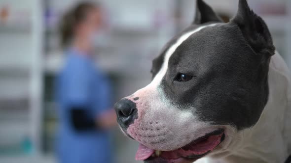 Side View Headshot of Calm Obedient Dog in Veterinary Clinic with Blurred Women Talking at