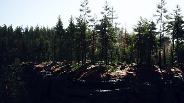 Deep Scandinavian Woods on a Late Summer Evening alt