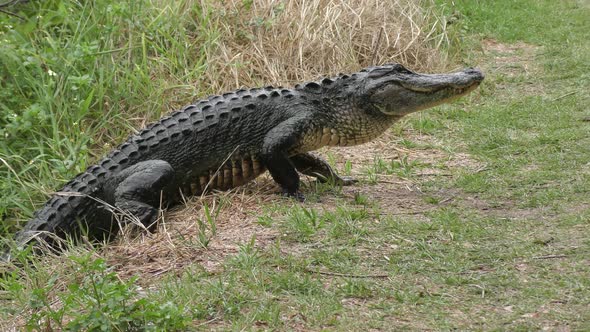 Alligator Comes Out Of Swamp