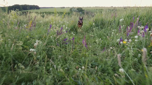 Little Dog Runs Jumping on a Meadow in Wildflowers