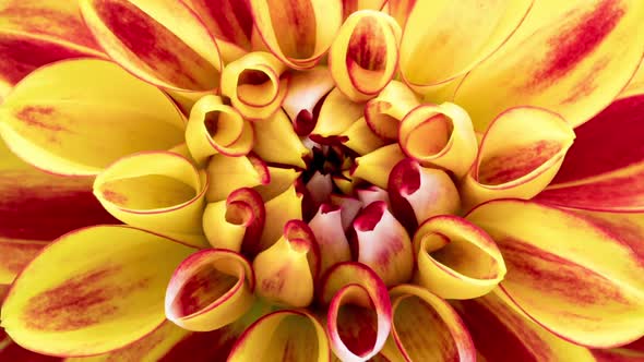 Time Lapse of Blooming Red Yellow Dahlia