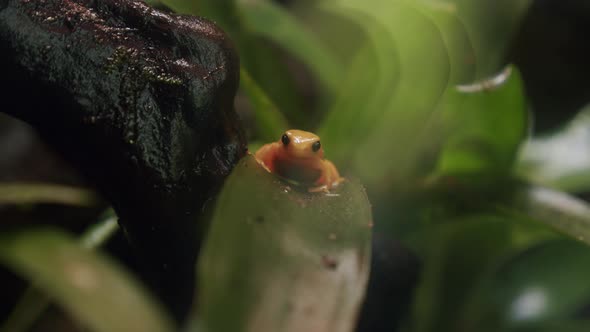 Madagascar Endemic Frog Golden Mantella