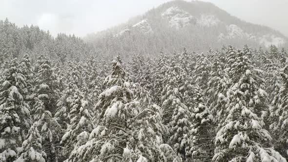 Gliding over snow covered tree tops in pine tree forest