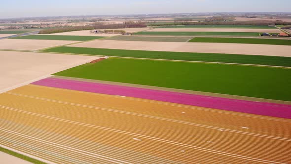 Aerial View Of Neat Colourful Rows Of Tulips In Field Located At Hoeksche Waard. Orbit Motion