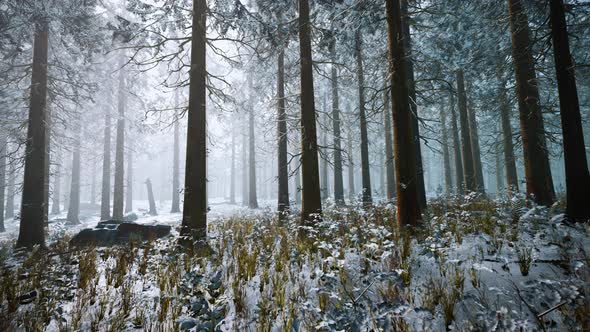 Winter White Frozen Forest in Snow