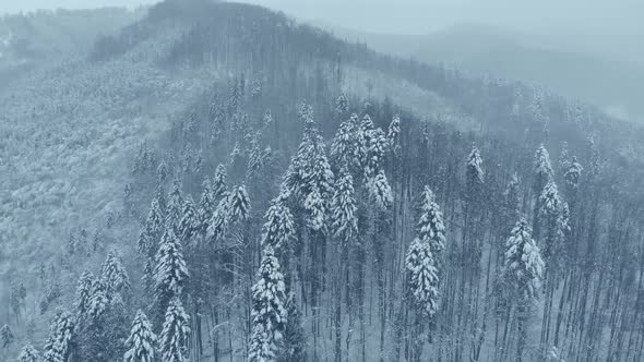 Aerial shot: spruce and pine winter forest completely covered by snow.