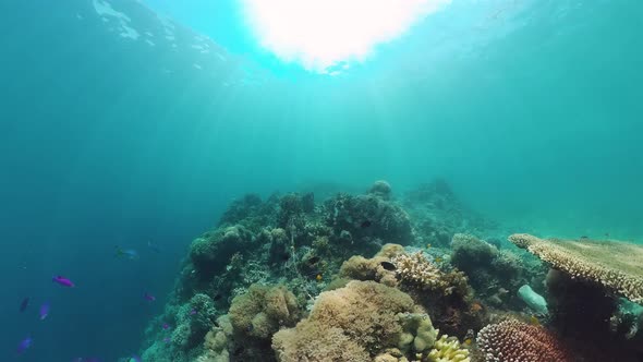 The Underwater World of a Coral Reef