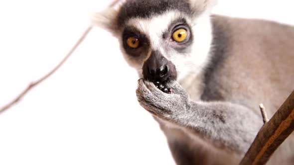 Close up lemur eating on white background