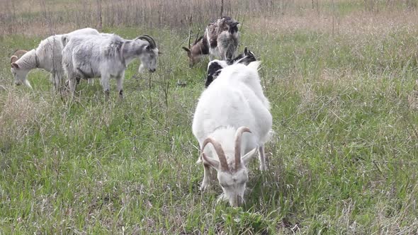 a Group of Large Horned Domestic Goats Grazes on a Green Spring Meadow