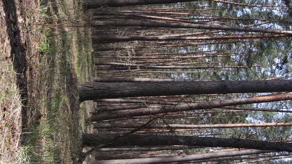 Vertical Video of Beautiful Forest Landscape