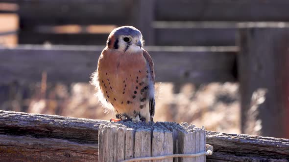 Kestrel perched on a fence