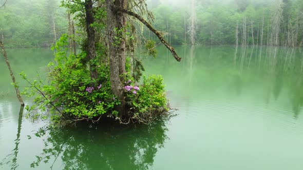 Beautiful Unusual Nature Landscape Magical Morning in Misty Forest Dead Trees in Lake Aerial View