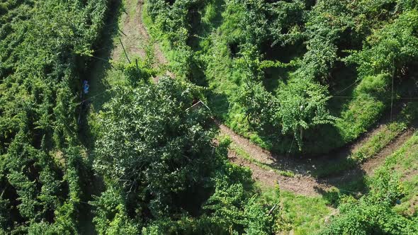 Aerial shot bird eye view of people harvesting in vineyards, rural work in the green vines collectin