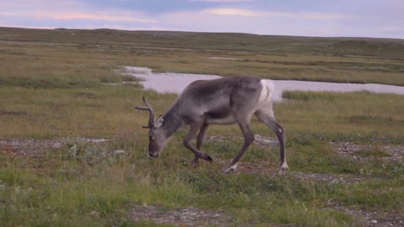 A beautiful solo reindeer is walking on a grassland feeding