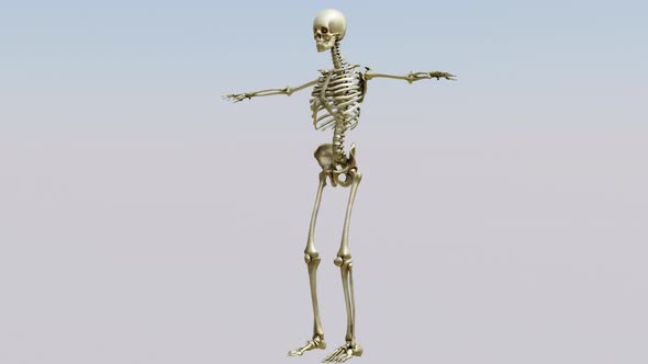 Human skeleton, bone analysis, joint,  human anatomy, body skeleton,