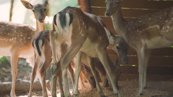 Dappled Baby Deer with White Speckles on Brown Fur Eat Corns