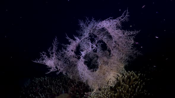 Pink basket star waveing tentacles on coral reef at night