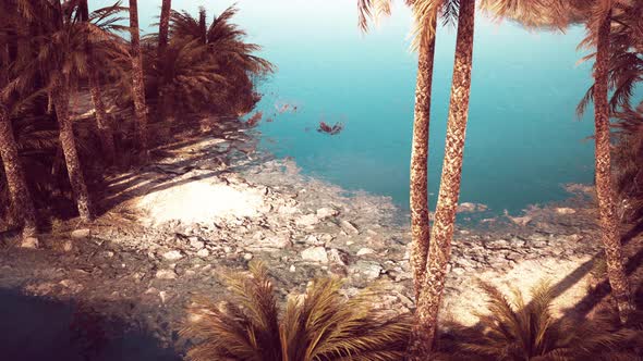 Pond and Palm Trees in Desert Oasis