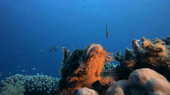 Flathead Scorpionfish