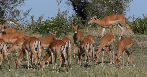 Impala, aepyceros melampus, Male and Females, Masai Mara Park in Kenya, Real Time 4K