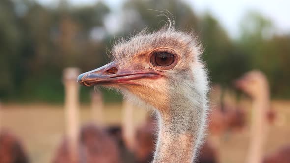 Head of Beautiful Ostrich Outdoor