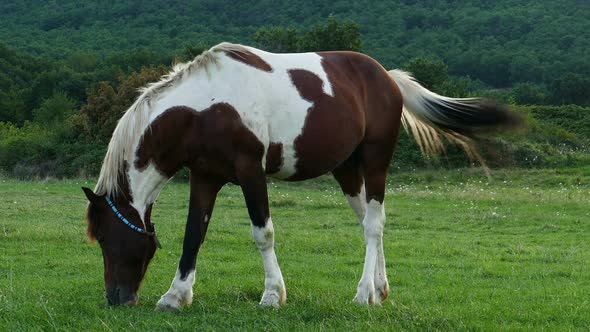 Beautiful White Brown Horse