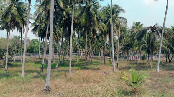 Tropical Palm Garden with High Trees Under Clear Blue Sky