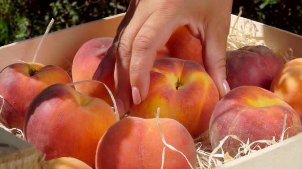 Hand Folds Ripe Juicy Peach in a Wooden Box