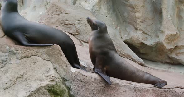 Sea lion on the rock