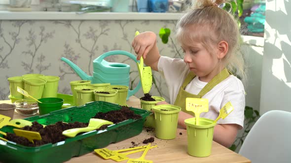 a Little Blonde Girl is Engaged in Planting Seeds for Seedlings Pouring Earth Into Pots for Growing