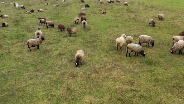 Sheep grazing.