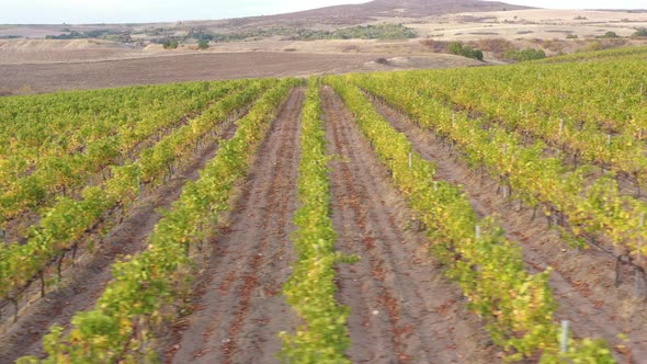 Vineyards Fields For Industrial Purposes 7