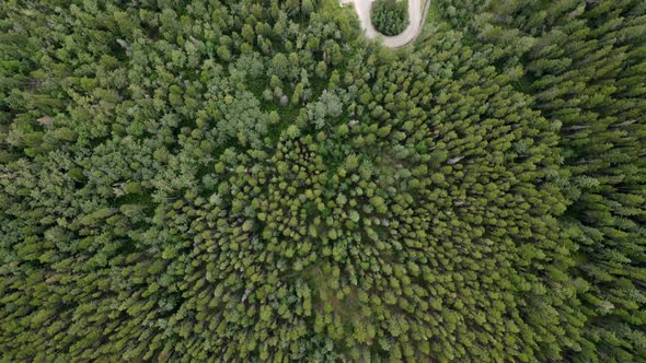 Top down view of vast larch forests in Alberta, Canada. Birds eye view with gimbal down 90 degreesin