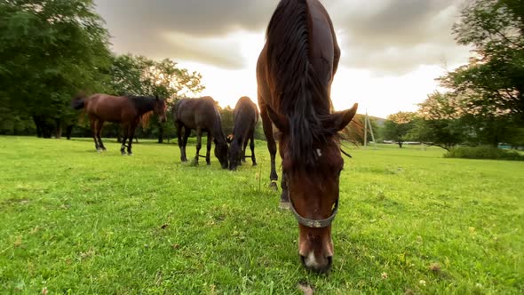 Brown and black horses with bound limbs grazing on green scenic field at sunset. Close up, 4K.