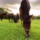Brown and black horses with bound limbs grazing on green scenic field at sunset. Close up, 4K. - VideoHive Item for Sale