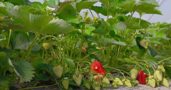 Agricultural Greenhouse with Rows of Strawberry Bushes