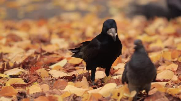 Rook Eating Food Standing in Autumn Leaves