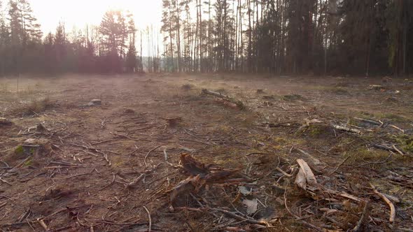 Flying a Drone at a Low Altitude Over the Stumps of a Foggy Area of Felled Trees. Deforestation