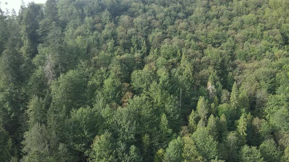 Trees in the Mountains Slow Motion. Aerial View of the Carpathian Mountains in Autumn. Ukraine