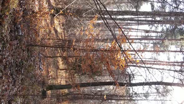 Vertical Video of the Forest on an Autumn Day Slow Motion