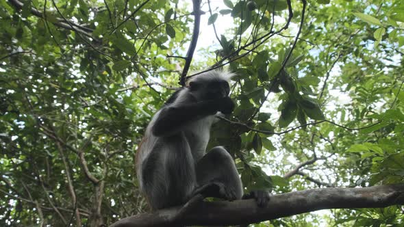 Red Colobus Monkey Sitting on Branch in Jozani Tropical Forest Zanzibar Africa