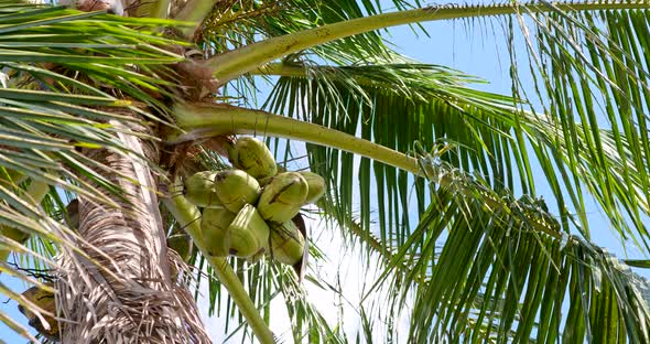 Coconut tree and sunshine