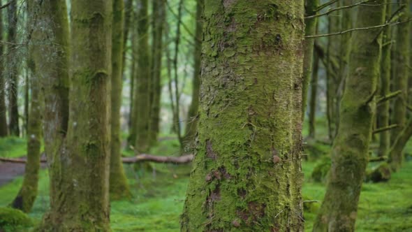 Panoramic view of a pathway in the middle of a scottish highland bright green forest