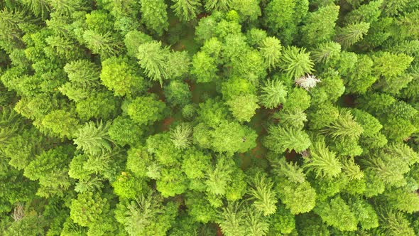 Over Top View of Green Pine Forest