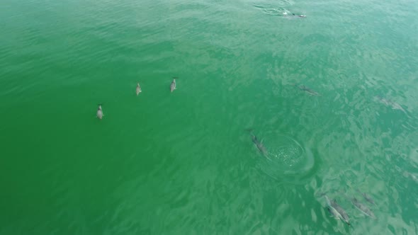 Flight Over Dolphins in the Sea