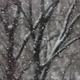 Snowfall on a tree background in winter. Tree in a defocused - VideoHive Item for Sale