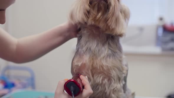 Dogs Hair Salon