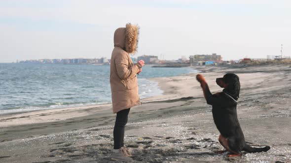 The Hostess in a Jacket Trains Her Dog of the Rottweiler Breed on a Sandy Beach Near the Sea