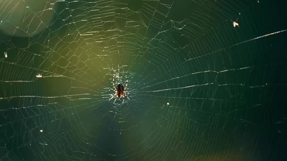 Forest Insect Hanging Cobweb in Sunlight Wild Woods Countryside